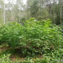 Zobacz zdjęcie: Marihuana przechwycona przez służby