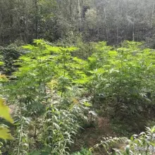 Zobacz zdjęcie: Marihuana przechwycona przez służby