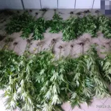 Zobacz zdjęcie: Marihuana przechwycona przez służby