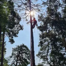 Zobacz zdjęcie: Arbo Section: wycinka i pielęgnacja drzew. Przyjmują zlecenia na październik