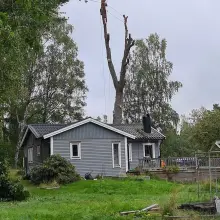 Zobacz zdjęcie: Arbo Section: wycinka i pielęgnacja drzew. Przyjmują zlecenia na październik