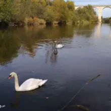 Zobacz zdjęcie: Para łabędzi koło wiaduktu nad Bobrem w Bolesławcu