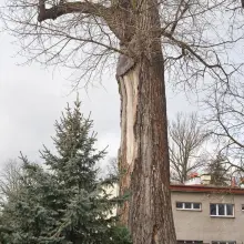 Zobacz zdjęcie: Topola Jagna, pomnik przyrody przy ul. Zgorzeleckiej w Bolesławcu