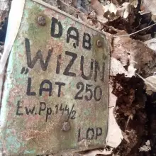 Zobacz zdjęcie: Dąb Wizun