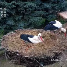 Zobacz zdjęcie: Bociany Kleks i Kropeczka w gnieździe w Klekusiowie