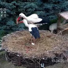 Zobacz zdjęcie: Bociany Kleks i Kropeczka w gnieździe w Klekusiowie