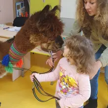 Zobacz zdjęcie: Alpaki w przedszkolu