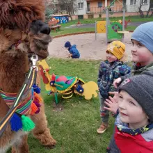 Zobacz zdjęcie: Alpaki w przedszkolu