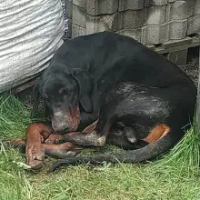 Zobacz zdjęcie: Doberman