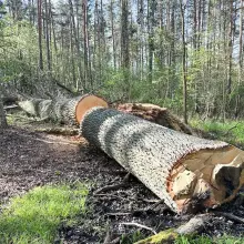 Zobacz zdjęcie: Ścięty dąb
