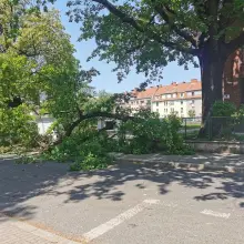 Zobacz zdjęcie: Drzewo spadło na ogrodzenie szkoły