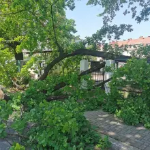 Zobacz zdjęcie: Drzewo spadło na ogrodzenie szkoły