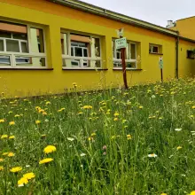 Zobacz zdjęcie: dziki ogród przy Szkole Podstawowej nr 4