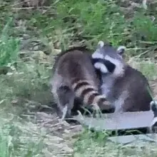 Zobacz zdjęcie: Szopy na terenie szpitala w Bolesławcu