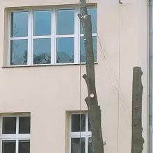 Zobacz zdjęcie: Wycinka i przycinanie drzew przy I Liceum Ogólnokształcącym w Bolesławcu