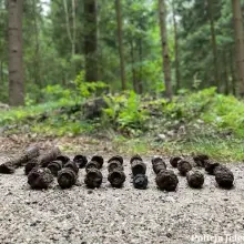 Zobacz zdjęcie: Niewybuchy w lesie