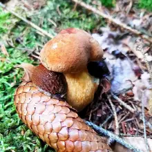Zobacz zdjęcie: Goryczak żółciowy - niejadalny grzyb naszych lasów