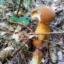Zobacz zdjęcie: Goryczak żółciowy - niejadalny grzyb naszych lasów