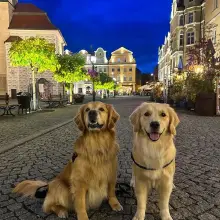 Zobacz zdjęcie: Kevin Bubolz, jego żona i goldeny z wizytą w powiecie bolesławieckim