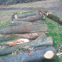 Zobacz zdjęcie: Wycięte drzewa