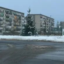 Zobacz zdjęcie: Ścięte drzewa przy szkole