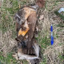 Zobacz zdjęcie: Akcje mundurowych w powiecie złotoryjskim