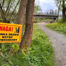 Zobacz zdjęcie: Ruszyły prace przy budowie mostu nad rzeką Bóbr. Wycięto drzewa