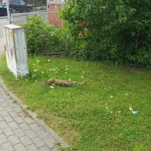 Zobacz zdjęcie: Martwy lis niedaleko stacji paliw