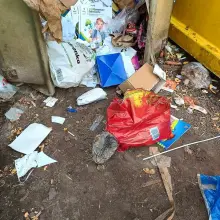 View photo: Cat in a Dumpster