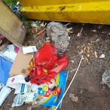 View photo: Cat in a Dumpster