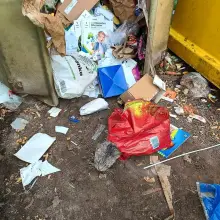 View photo: Cat in a Dumpster
