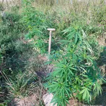 Zobacz zdjęcie: Mienie i marihuana