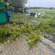 Zobacz zdjęcie: Topole