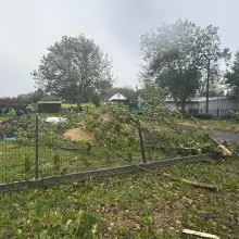 Zobacz zdjęcie: Topole