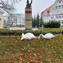 Zobacz zdjęcie: Spacery bolesławieckich łabędzi
