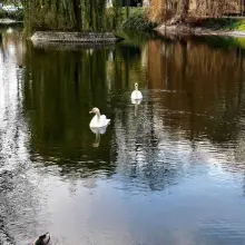 Zobacz zdjęcie: Spacery bolesławieckich łabędzi