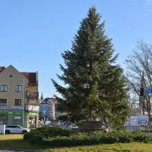 Zobacz zdjęcie: Choinka