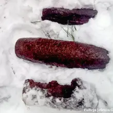 Zobacz zdjęcie: Niewybuchy w lesie