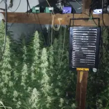 Zobacz zdjęcie: Plantacja