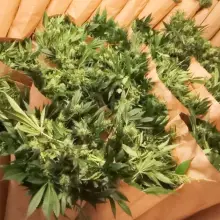 Zobacz zdjęcie: Plantacja