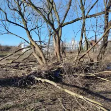 Zobacz zdjęcie: Połamane drzewa nad Bobrem w Bolesławcu