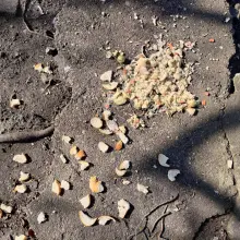Zobacz zdjęcie: Śmieci i odpadki nad stawem miejskim w Bolesławcu