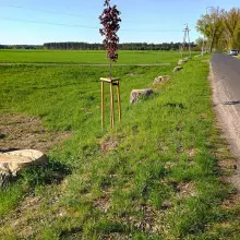 Zobacz zdjęcie: Ścięte drzewa