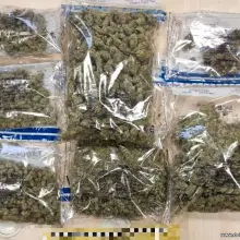 Zobacz zdjęcie: marihuana