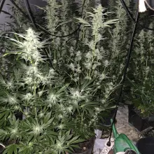 Zobacz zdjęcie: Plantacja