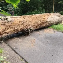 Zobacz zdjęcie: Drzewo w Kliczkowie