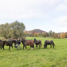 Zobacz zdjęcie: Konie rasy śląskiej na sprzdaż