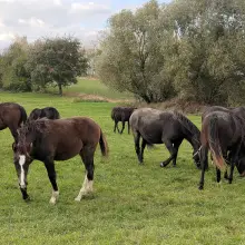 Zobacz zdjęcie: Konie rasy śląskiej na sprzdaż