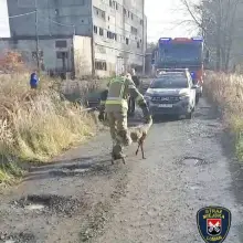 Zobacz zdjęcie: Mundurowi uratowali koziołka