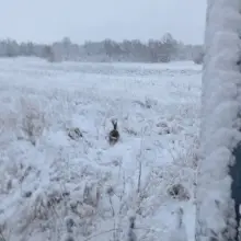 Zobacz zdjęcie: Interwencja mundurowych z Kruszyna